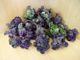 Flower Sprout (Kohlart)