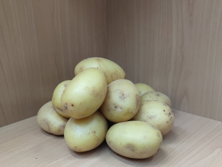 Kartoffeln Agata, festkochend